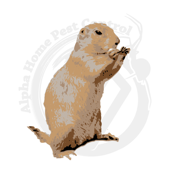 Image is a gopher standing upright. Pest Control Boise, Eagle, Meridian, Nampa, Caldwell, Kuna, Middleton, Star, Melba, Emmett, Garden City and Mountain Home offered by Alpha Home Pest Control.