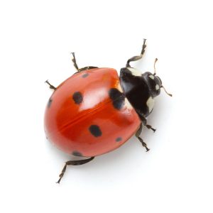 Ahlpha-home-pest-control-lady-bug