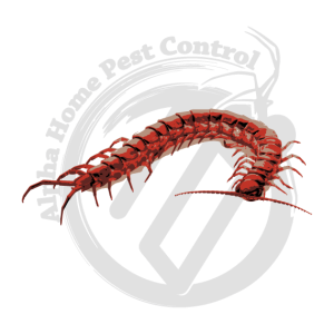 Centipedes