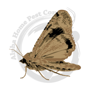 INDIAN-MEAL-MOTH