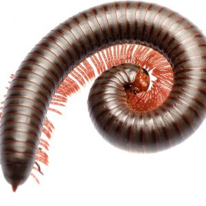 photodune-7633588-animal-millipede-xl