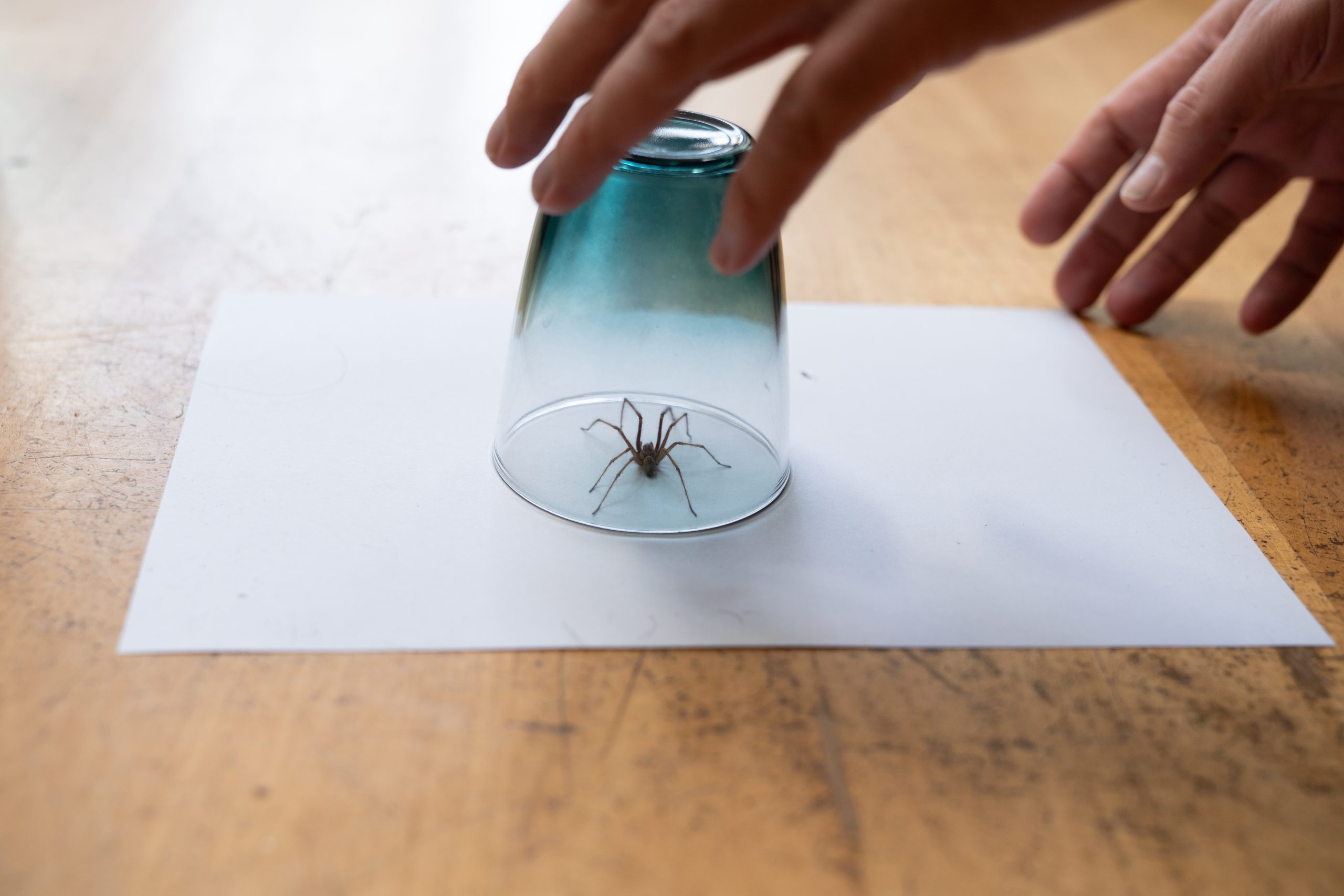 Pest-Control-Spiders-House-Spider