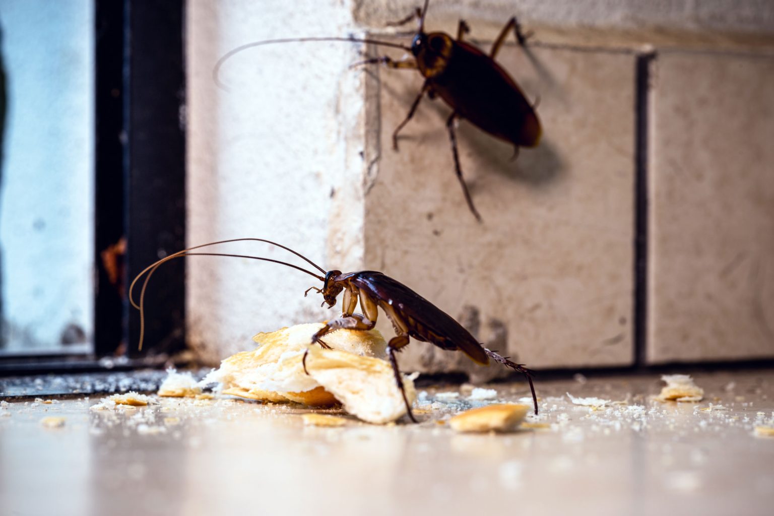 First Cockroach What Boise Homeowners Should Know About Cockroach Infestations - Kuna ...