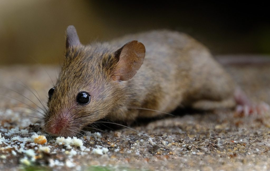 Pest Control Kuna, ID | Alpha Home Pest Control