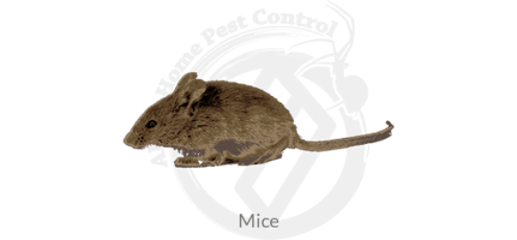 mice-pest-control-services-boise