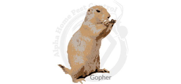 rodent-control-services-boise