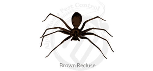 spider-exterminators-boise